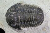 Bargain, Gerastos Trilobite Fossil - Morocco #84616-2
